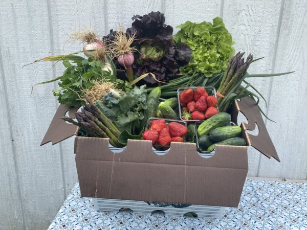 large harvest variety box