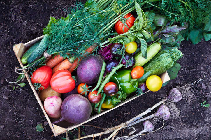 farm fresh produce basket